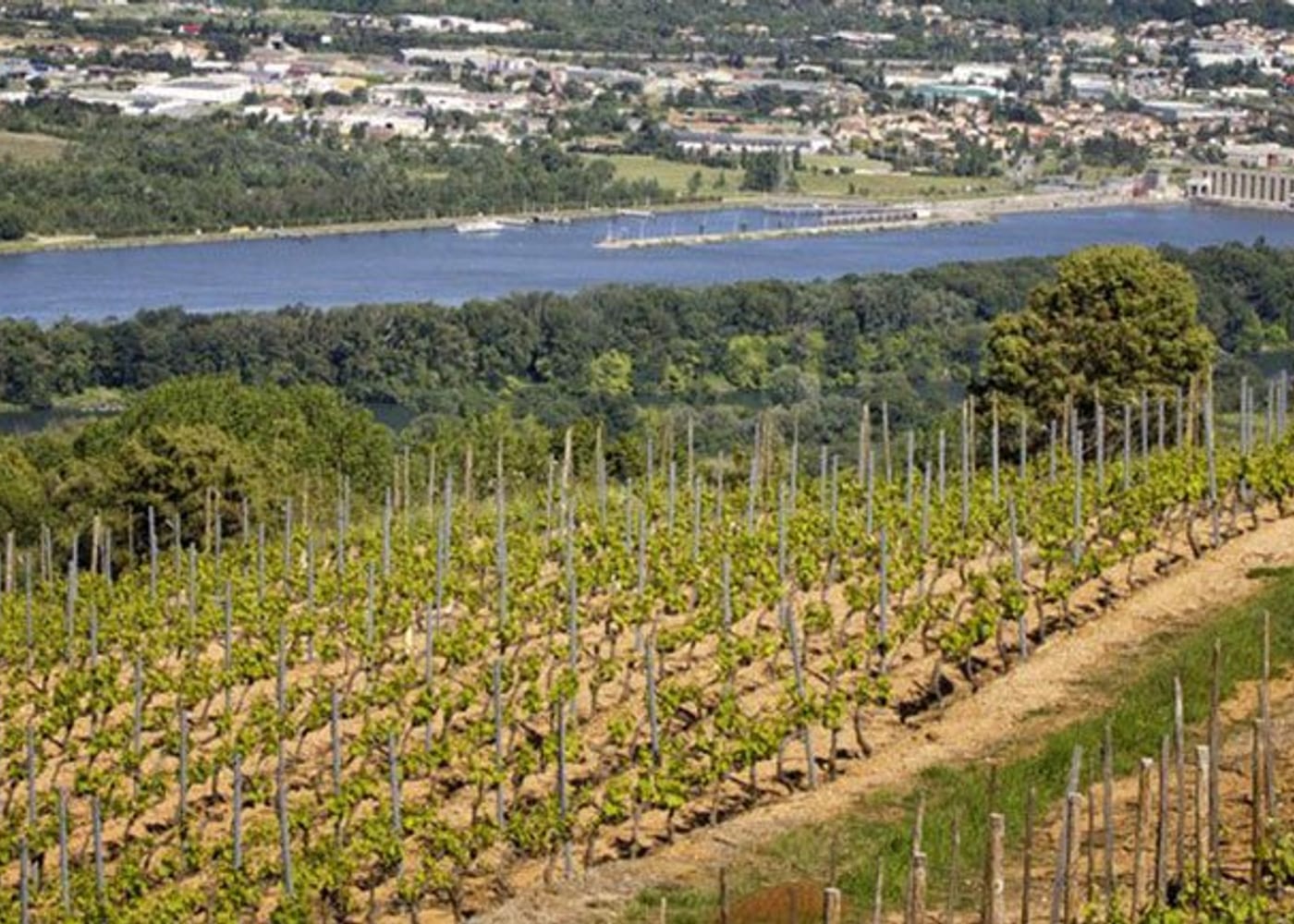 Le vignoble — Les Vins de Vienne