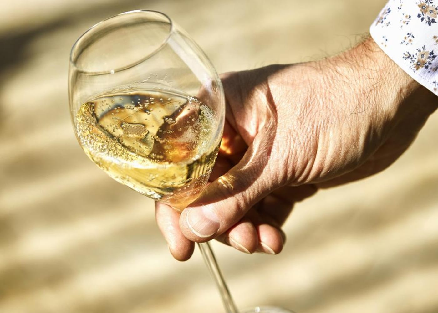 Le vignoble — Champagne Haton