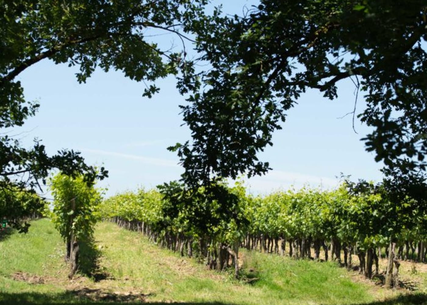 Le vignoble — Domaine Tariquet