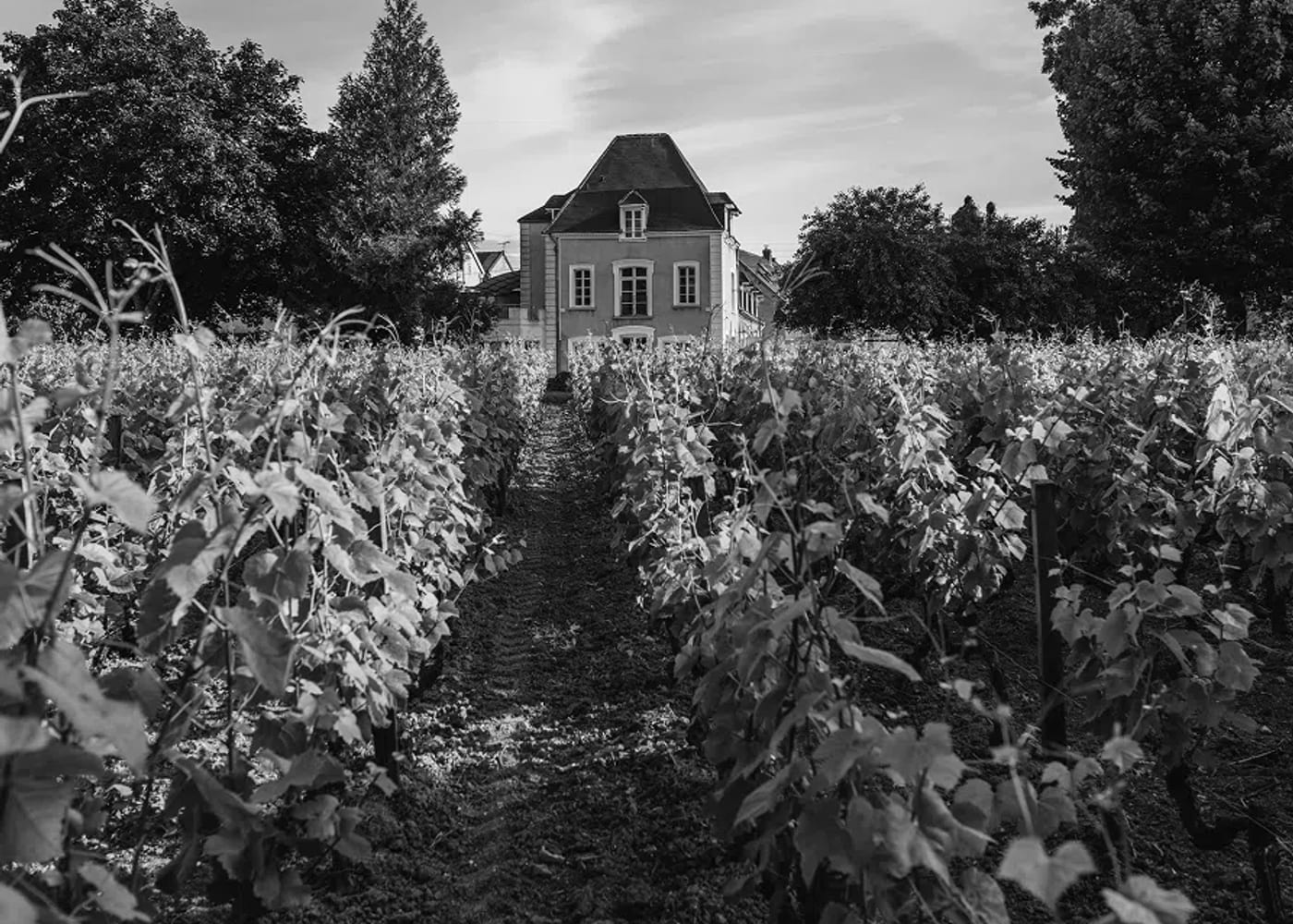 Le vignoble — Champagne Jacquesson